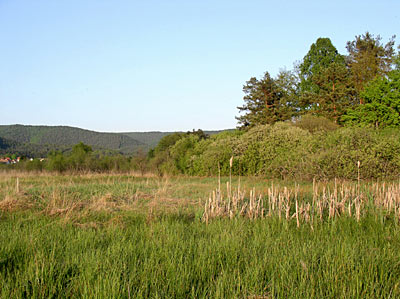 Moorwiesen bei Fischbach