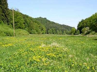 Feuchtwiesen im Wiesbachtal