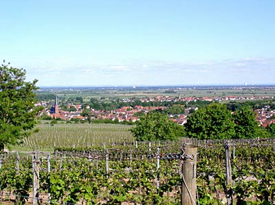 Blick auf Deidesheim und die Rheinebene