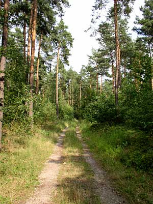 Im Speyerer Wald