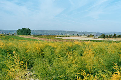 Sanddünen mit Spargelanbau - im Hintergrund die Randhöhen des Rheinhessischen Ta