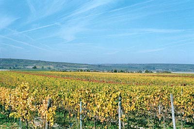 Weinbaulandschaft nordöstlich Mettenheim