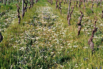 Extensiv genutzter Weinberg mit Blütenteppich von Milchstern und Traubenhyazinth