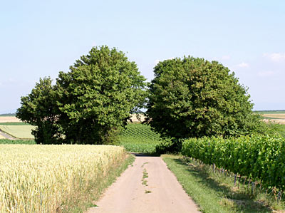 Landschaft bei Heimersheim