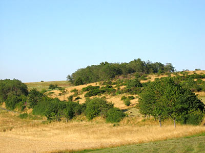 Verbuschende Magerwiesen bei Holzerath