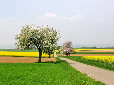 Feldflur auf dem Saargau