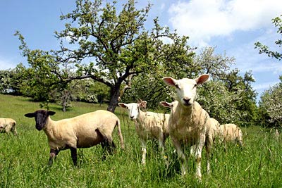 Streuobstwiese auf einer Schafweide bei Fließem