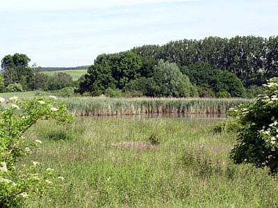 Feuchtgebiet bei Rüber